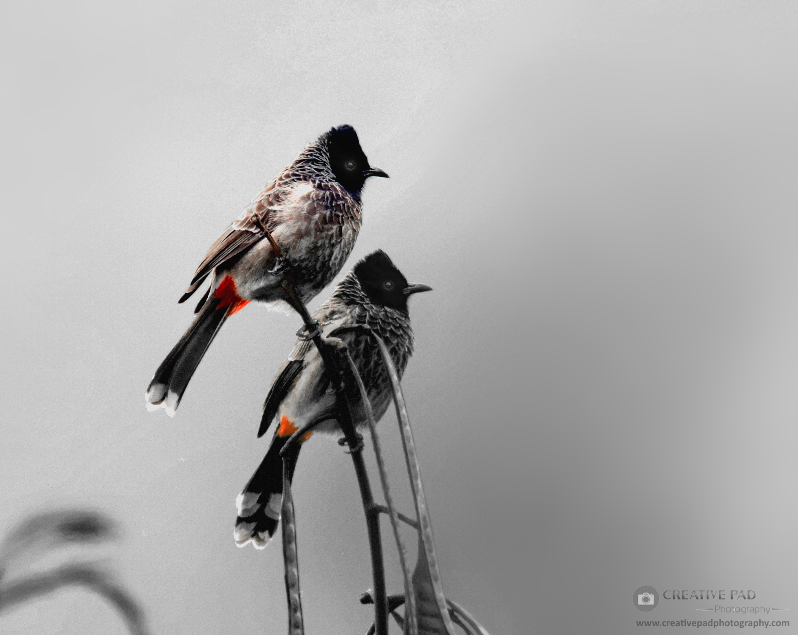 How to Shoot Birds (Still and In-Flight): Step-by-Step Tutorial on Bird Photography